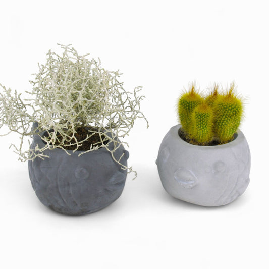 Uvis | Kugelfisch aus Beton