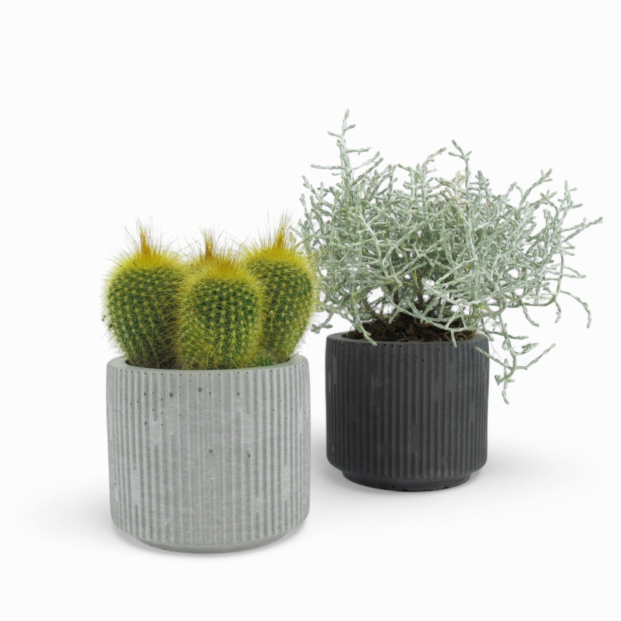 Jakko | Succulent pot made of concrete