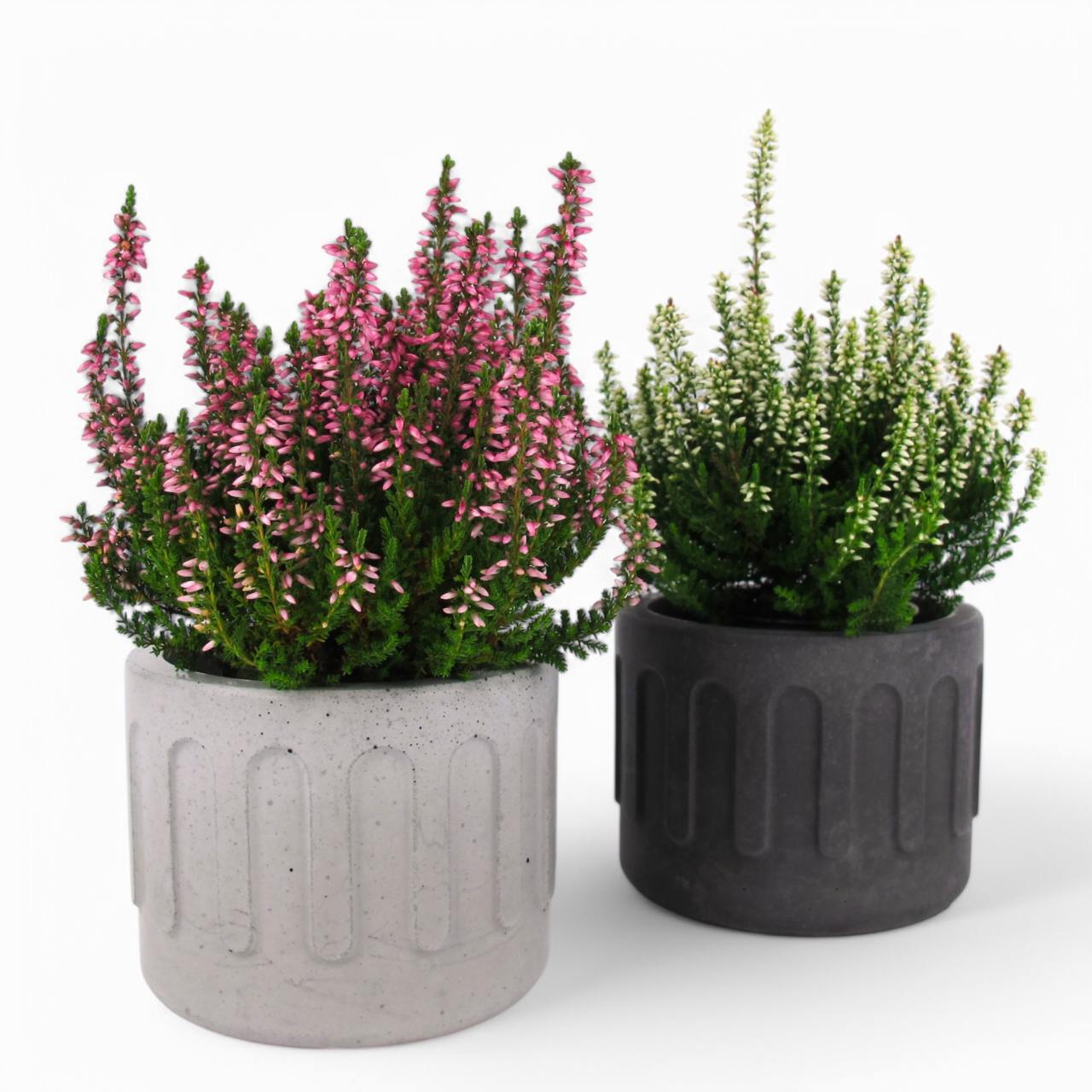 Tinn | Concrete planter