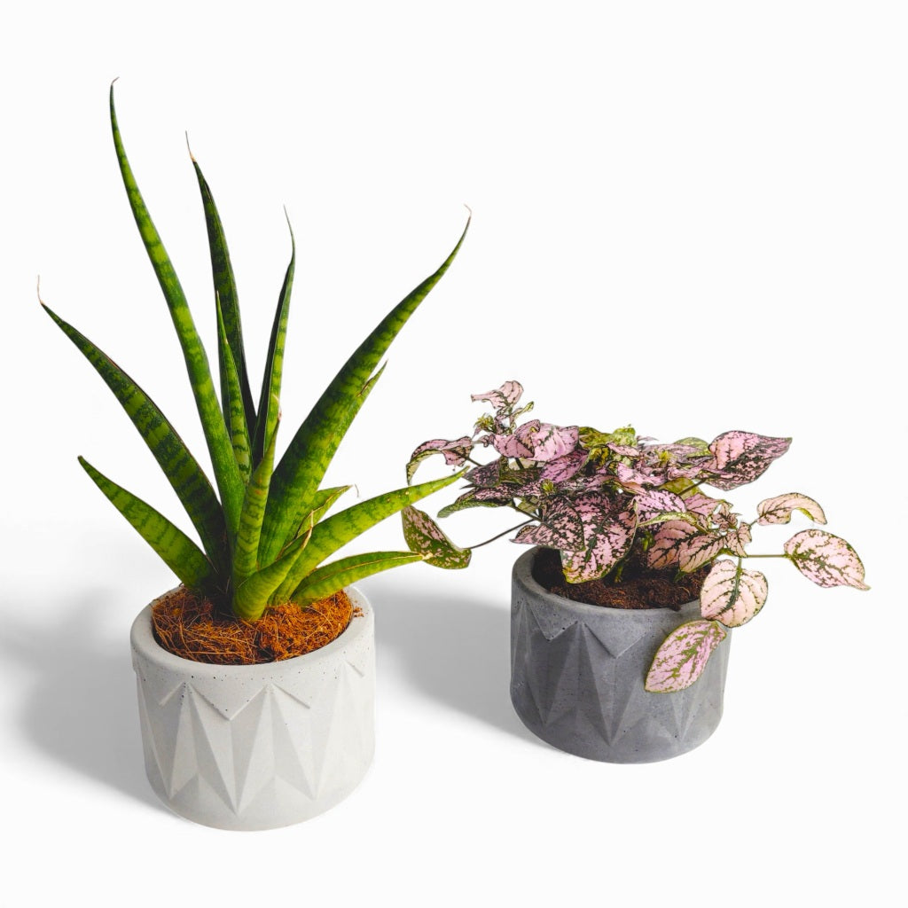 Vazona | Blumentopf Ø=10cm aus Beton