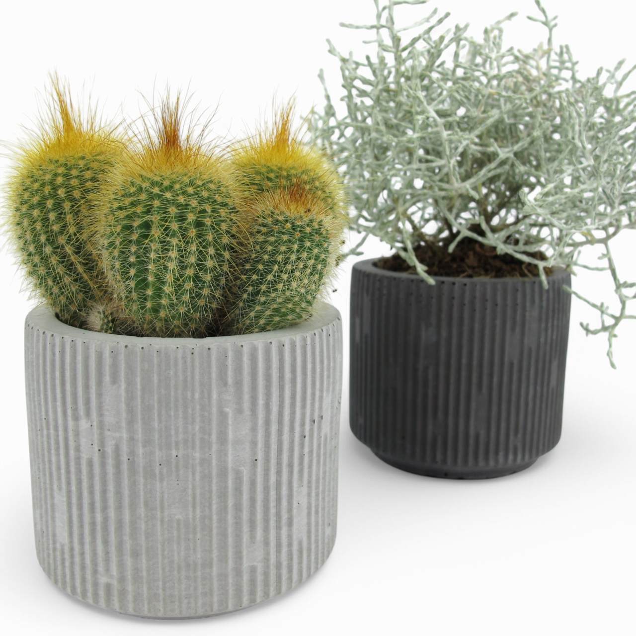 Jakko | Succulent pot made of concrete