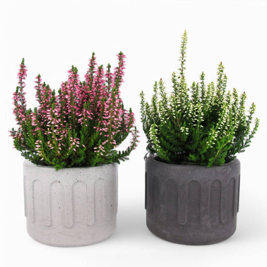 Tinn | Blumentopf Ø=10cm aus Beton