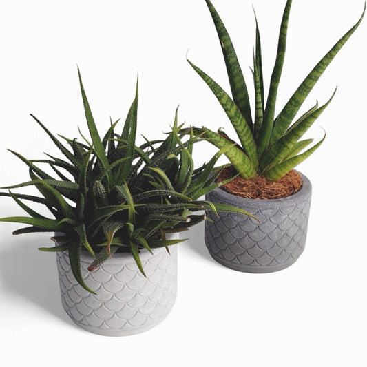 Zoppy | Blumentopf Ø=10cm aus Beton