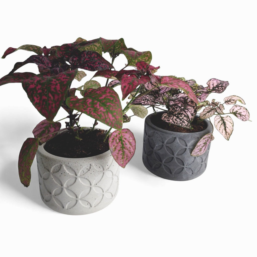 Olla | Blumentopf Ø=10cm aus Beton