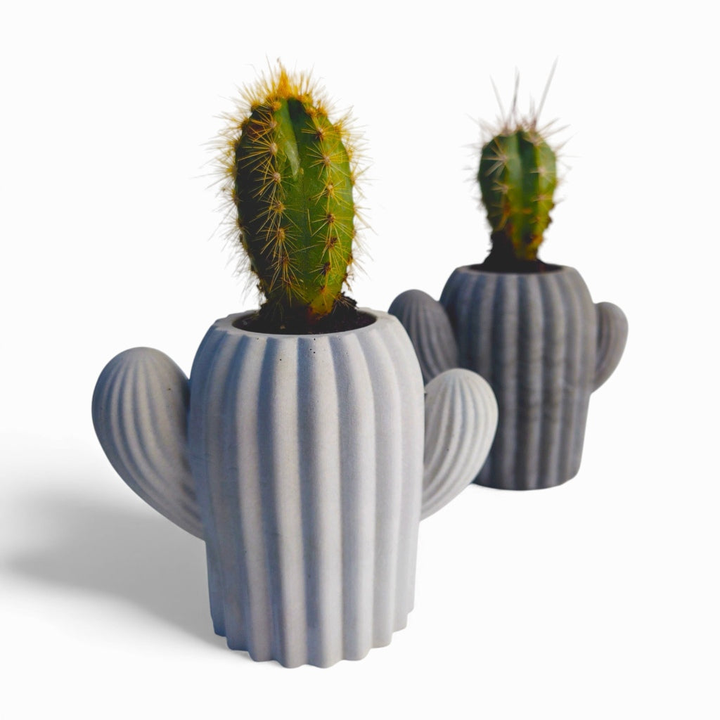 Cactu | Kaktus aus Beton