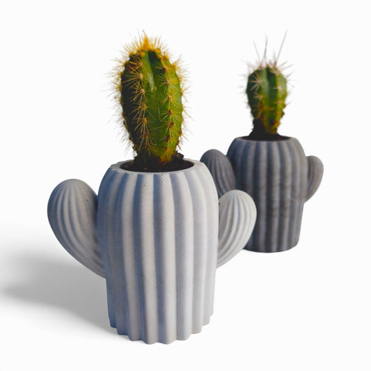 Cactu | Kaktus aus Beton