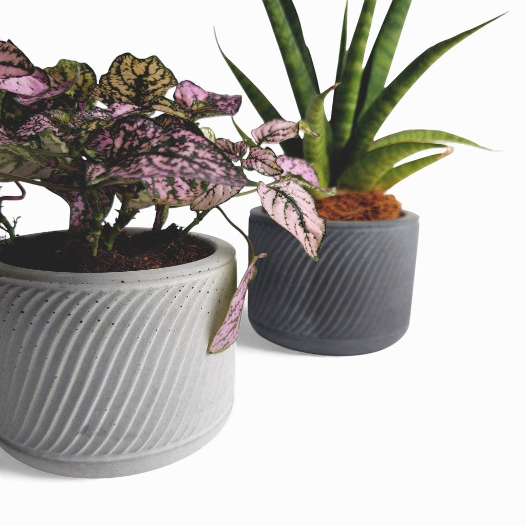 Sukuri | Blumentopf Ø=10cm aus Beton