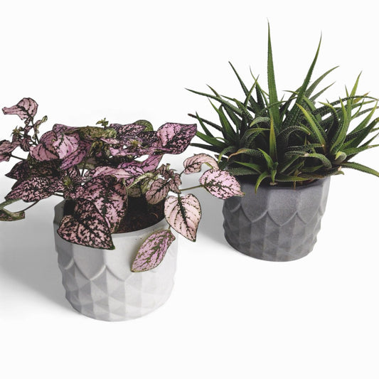 Pinafal | Blumentopf Ø=10cm aus Beton