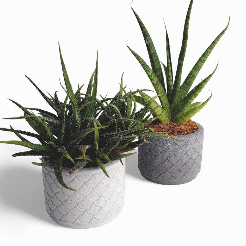 Zoppy | Blumentopf Ø=10cm aus Beton