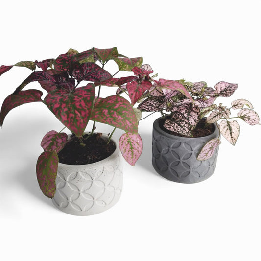 Olla | Blumentopf Ø=10cm aus Beton