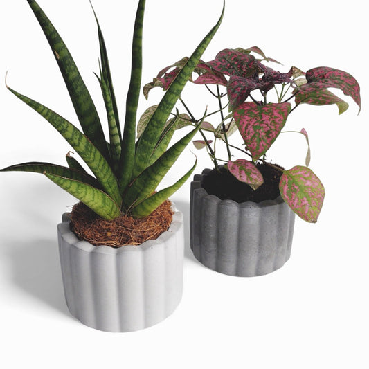 Zarka | Blumentopf Ø=10cm aus Beton