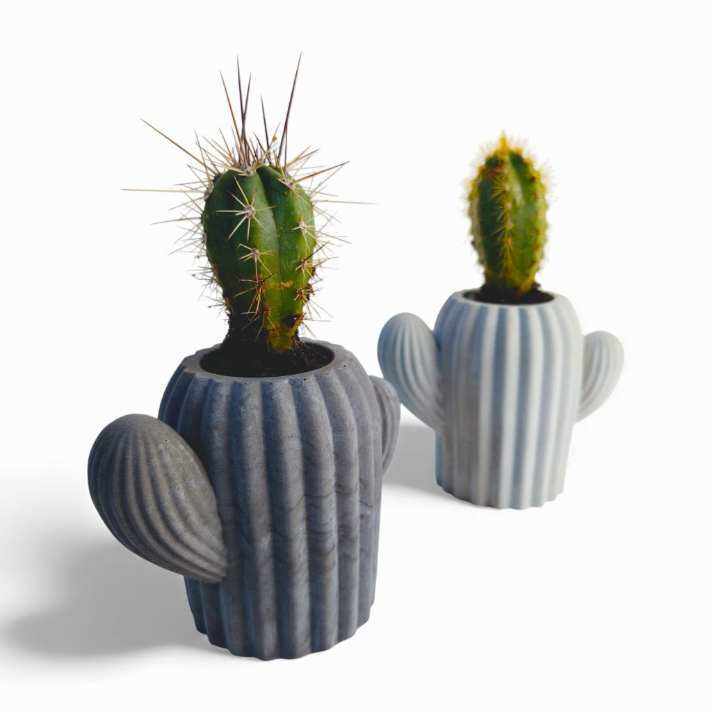 Cactu | Kaktus aus Beton