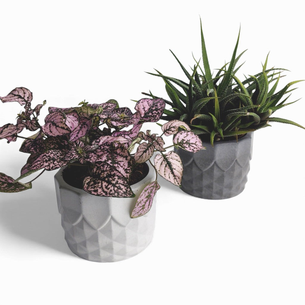 Pinafal | Blumentopf Ø=10cm aus Beton