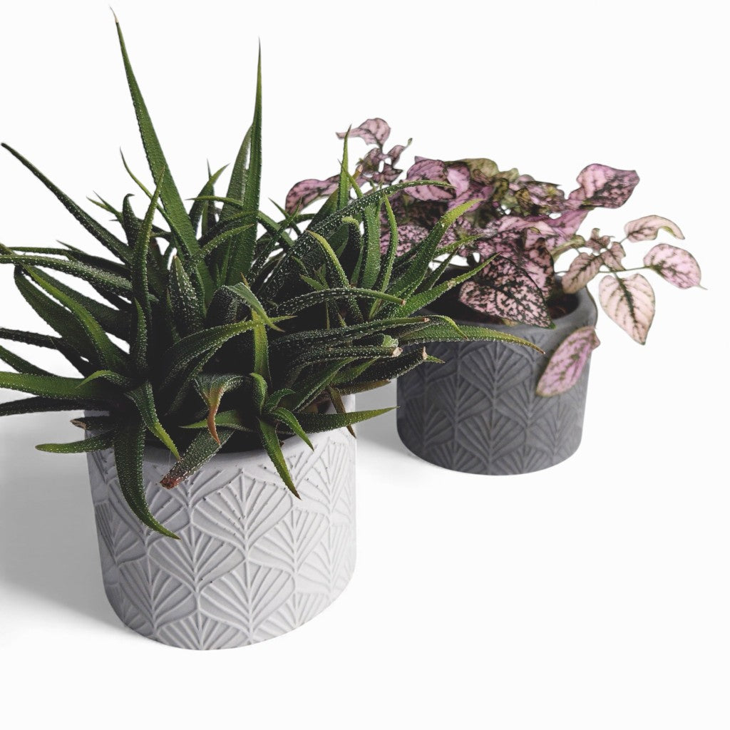 Sodin | Blumentopf Ø=10cm aus Beton