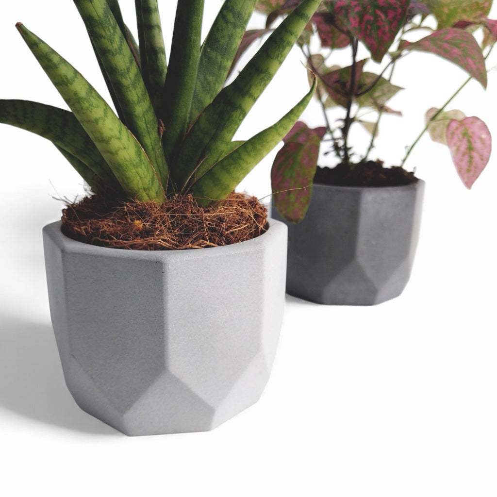 Dilnik | Blumentopf Ø=10cm aus Beton