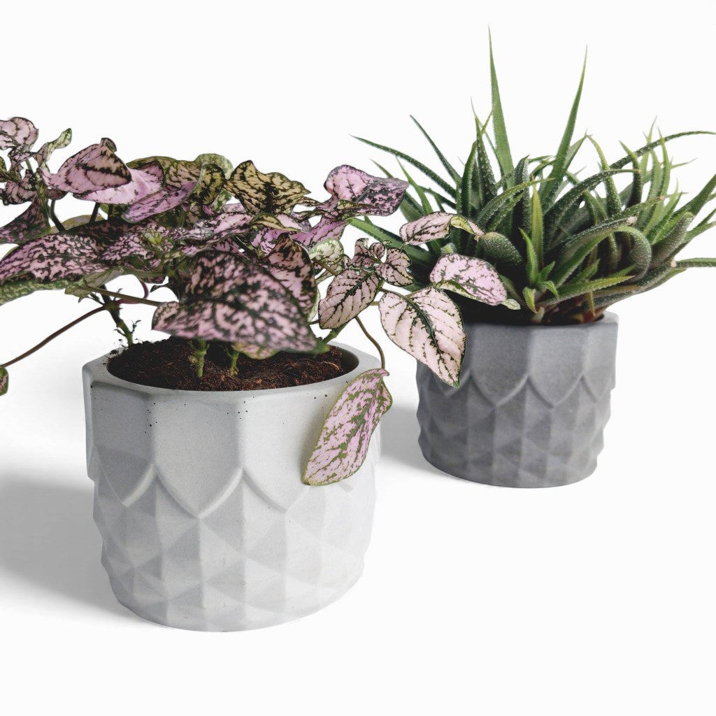 Pinafal | Blumentopf Ø=10cm aus Beton