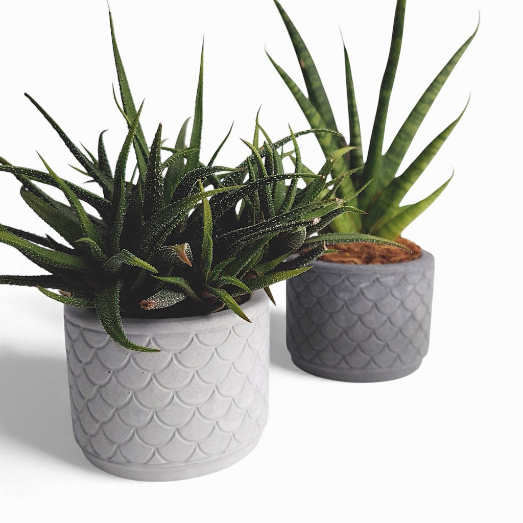 Zoppy | Blumentopf Ø=10cm aus Beton